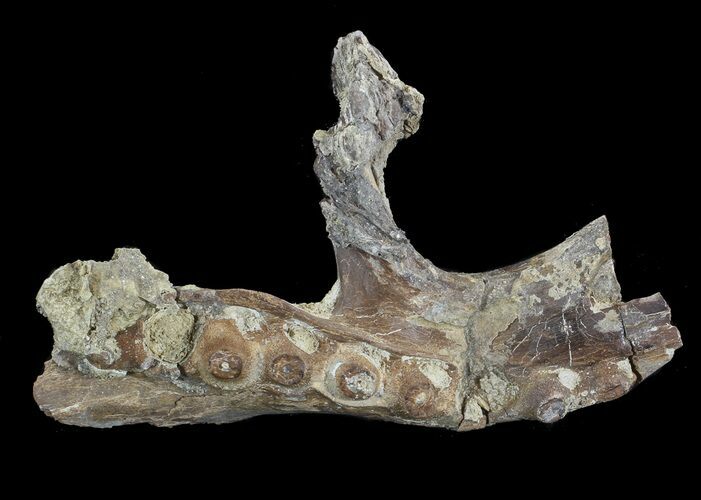 Mosasaur (Platecarpus) Pterygoid - Kansas #42961